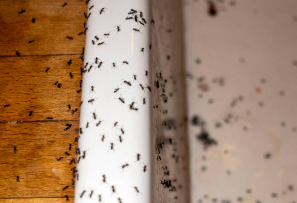 Best Mosquito Control Services  in Unt Vernon, MO